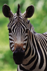 zebra