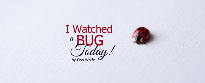 i watched a bug today